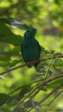 The Green Broadbill Stock Photos