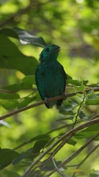 The Green Broadbill Stock Photos