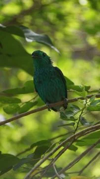 The Green Broadbill Stock Photos