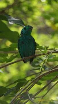 The Green Broadbill Stock Photos