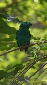 The Green Broadbill Stock Photos