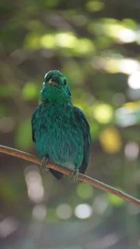 The Green Broadbill Stock Photos