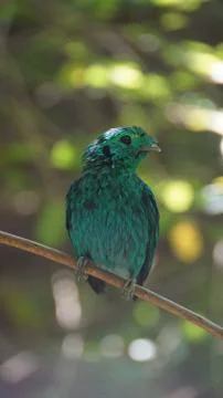 The Green Broadbill Stock Photos