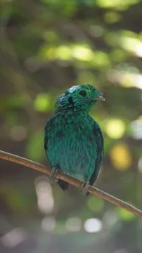 The Green Broadbill Stock Photos