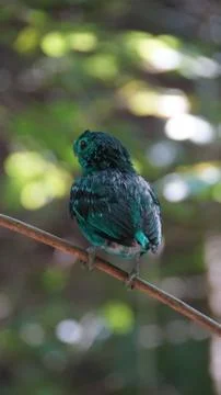 The Green Broadbill Stock Photos
