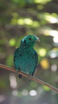 The Green Broadbill Stock Photos