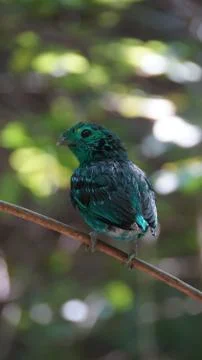 The Green Broadbill Stock Photos