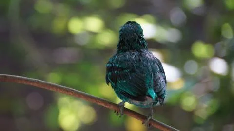 The Green Broadbill Stock Photos