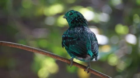 The Green Broadbill Stock Photos