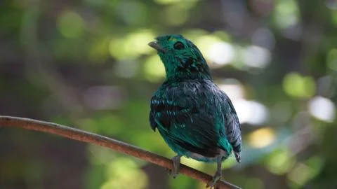 The Green Broadbill Stock Photos