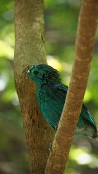 The Green Broadbill Stock Photos