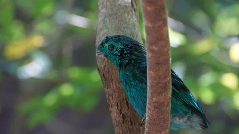 The Green Broadbill Stock Photos