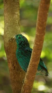 The Green Broadbill Stock Photos