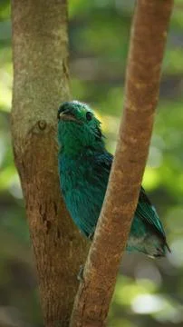 The Green Broadbill Stock Photos
