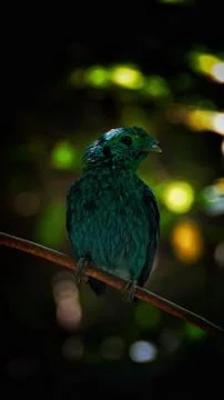 The Green Broadbill Stock Photos