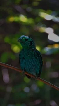 The Green Broadbill Stock Photos