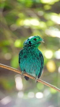 The Green Broadbill Stock Photos