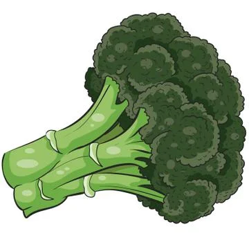 Green broccoli cabbage, isolated object, vector illustration, cartoon illustr Stock Illustration