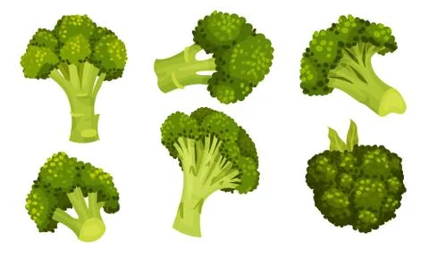 Green Broccoli Cabbage on Stalk as Healthy Nutrition Vector Set Ilustración de archivo