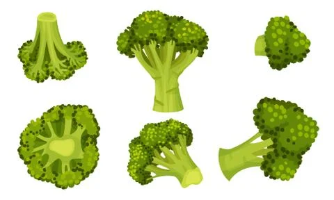Green Broccoli Cabbage on Stalk as Healthy Nutrition Vector Set Ilustración de archivo