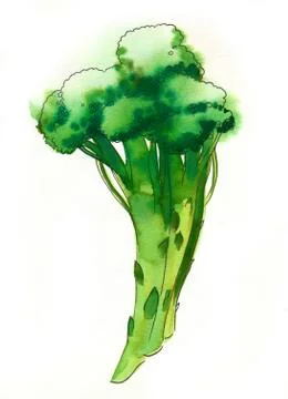 Green broccoli Stock-Illustration
