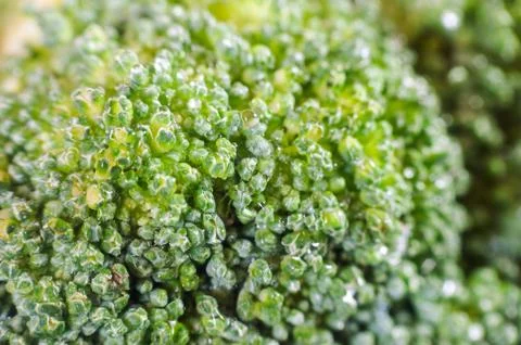 Green broccoli macro texture Stock Photos