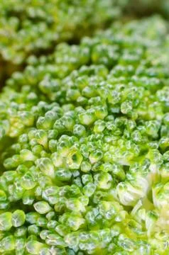 Green broccoli macro texture Stock Photos