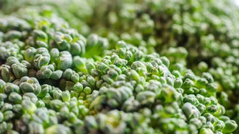 Green broccoli macro texture Foto stock