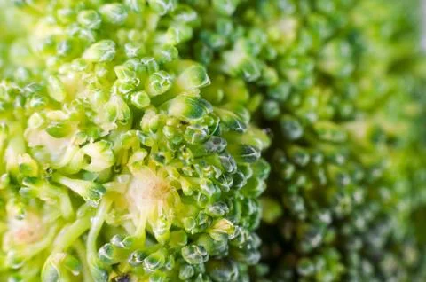 Green broccoli macro texture Stock Photos