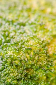 Green broccoli macro texture Stock Photos