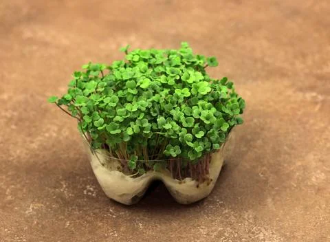 Green broccoli sprouts in a ceramic cup on a brown Stock Photos