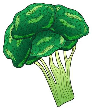 Green broccoli vector drawing on isolated background healthy food diet concept Stock Illustration