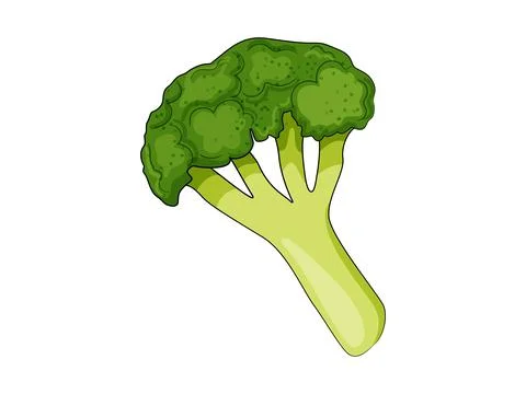 Green broccoli vector illustration isolated on white background. Stock Illustration