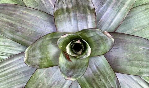 Green bromeliad leaves from top angle Stock Photos