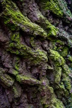 The green, brown bark on the side of a tree Stock Photos