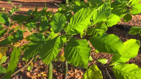Green Brown Leaves Close-Up Fall Autumn Stock Footage 164664998