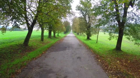 Green brown trees road fly through, dolly, aerial shot park, click for HD Stock Footage 43856012