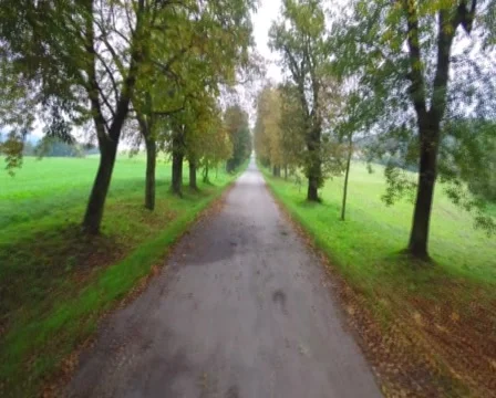 Green brown trees road fly through, dolly, aerial shot park, click for HD Stock Footage 43907704