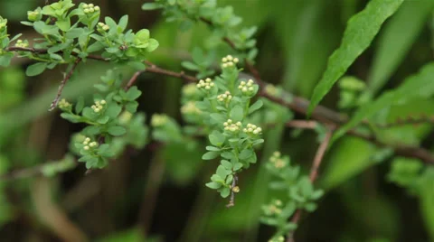 Green brunch Stock Footage 27789072