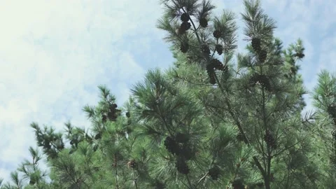 Green brunches of pine tree needles and dark cones on blue cloudy sky background Video stock 159209361