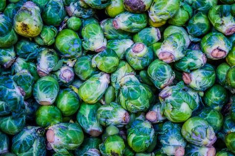Green brussel cabbage Stock Photos