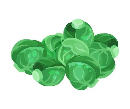 Green Brussels Sprout Cabbage as Raw Salad Ingredient Vector Illustration Ilustración de archivo