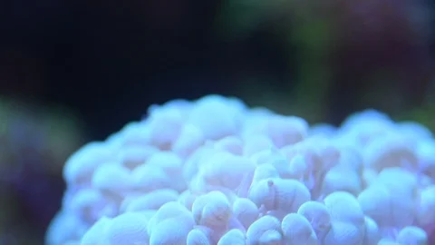 Green bubble coral Stock Footage 87064737