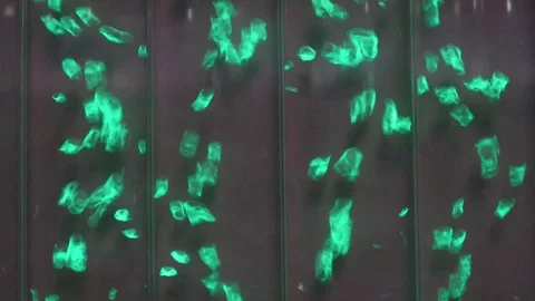 Green bubbles fly up the background 库存影片 111577054