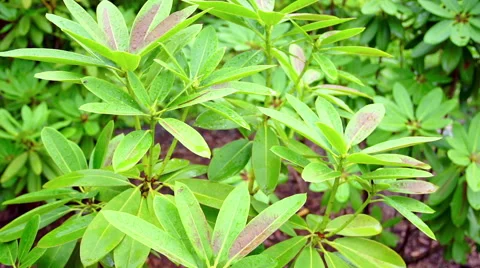 Green buch in garden Stock Footage 65276366