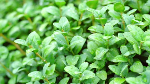 Green buch in garden Stock Footage 65276398