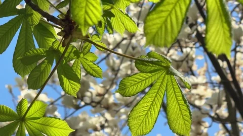 Green buckeye tree foliage in a spring park. Stock Footage 344878971