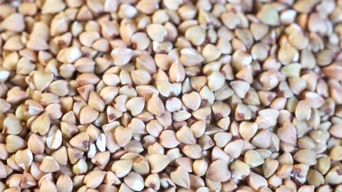 Green buckwheat close up video Video stock 131264307