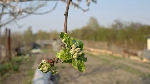 Green bud of apple tree Stock Footage 106992701