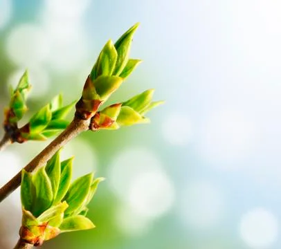 Green bud Fotos Stock